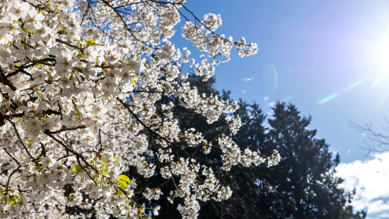 Vremea până în aprilie 2026. ANM anunță temperaturi mai ridicate decât normalul perioadei, în România