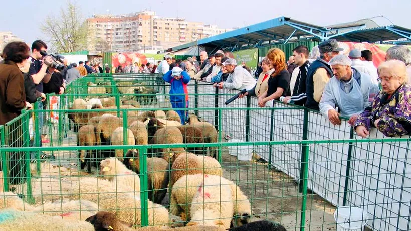 EXCLUSIV GÂNDUL FINANCIAR: Horia Andreșoi, cel mai mare oier din România: Carnea de miel se vinde cu 14 - 15 lei/kg “în viu”. La cât estimează retailerii prețul final în magazine