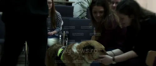 Campanie inedită în Cluj: studenții, ajutați de câini să se relaxeze în sesiune