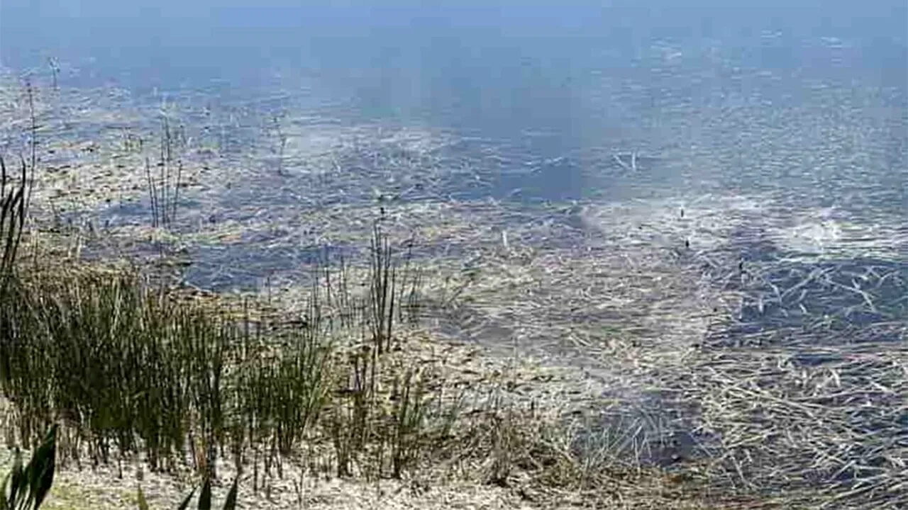 Iluzie optică virală | Ești un geniu dacă poți descoperi crocodilul ascuns în această imagine