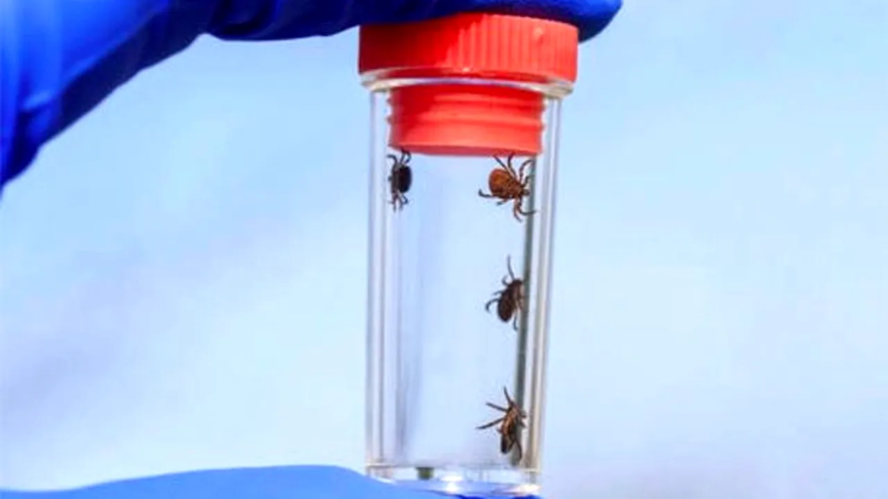 APOCALIPTIC. Invazia de căpușe mutante mortale au atacat peste 2.000 de copii și au provocat inflamații ale creierului