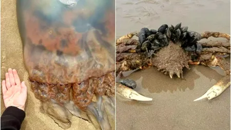 Creaturi URIAȘE descoperite pe o plajă. Turiștii sunt înspăimântați: „Nu mai intru în apă”