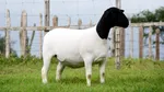 Furt uriaș într-o fermă din Australia. 5.500 de oi Dorper au dispărut, iar paguba depășește 1,7 milioane de dolari 