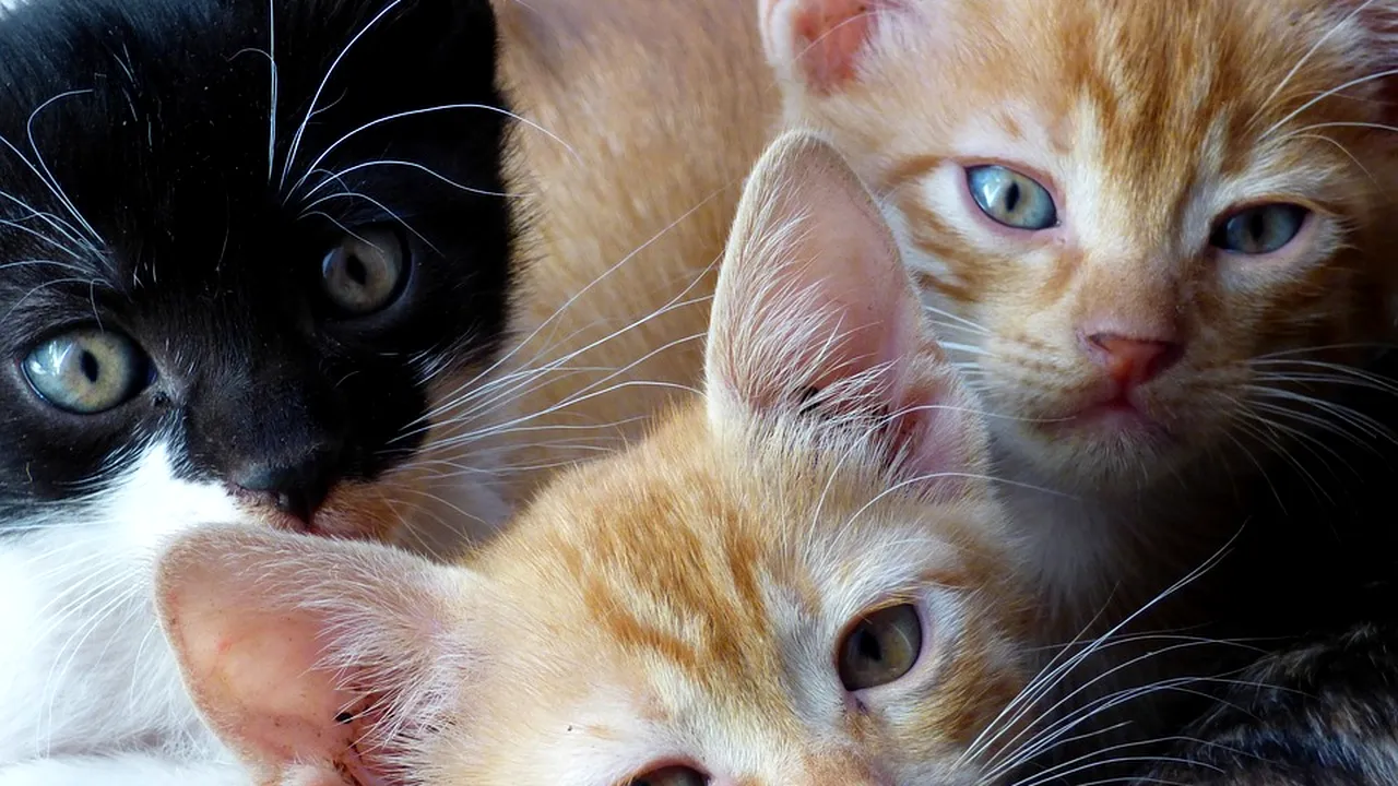 Unde se află orașul cu legi BIZARE. Moartea şi naşterea sunt interzise, iar creşterea pisicilor ca animale de companie nu este acceptată