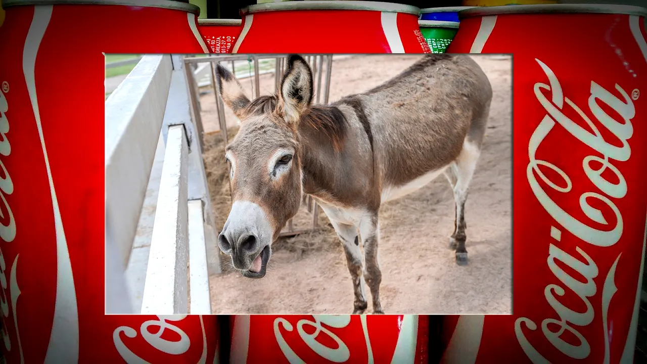 Rămas orfan, măgărușul Joey a refuzat să mai mănânce. Veterinarii l-au salvat cu 24 de litri de COLA