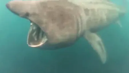 Ce a filmat un britanic în timp ce înota. Clipul a adunat peste 17.000 de vizualizări. VIDEO