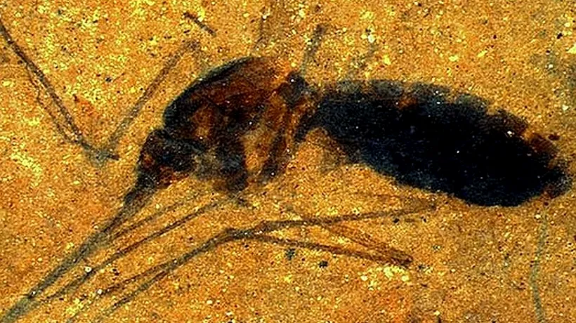 Descoperire neașteptată a cercetătorilor în fosila veche de 46 de milioane de ani a unui țânțar