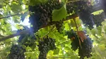 Din cauza temperaturilor extreme, recolta de struguri ar putea începe mai devreme ca niciodată în Spania