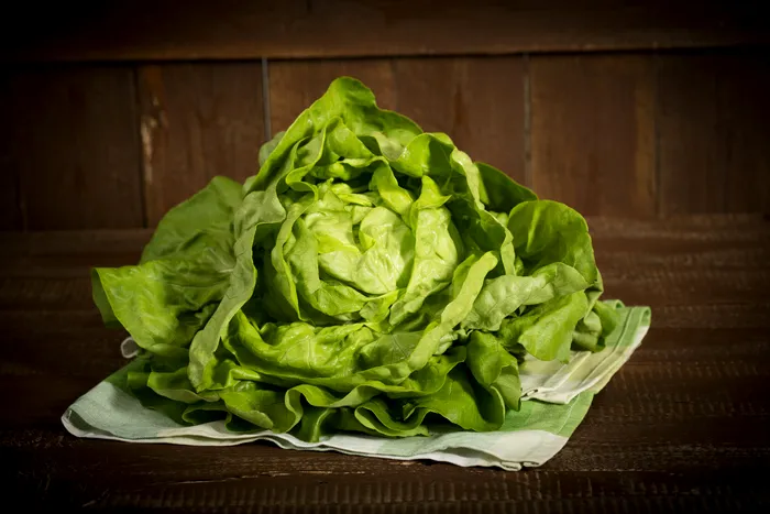 Butterhead lettuce on kitchen towel