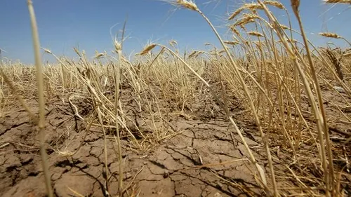 APEL: Agricultorii cer urgent un miliard de lei, după secetă. Care vor fi consecințele dacă nu vor primi banii în 30 de zile