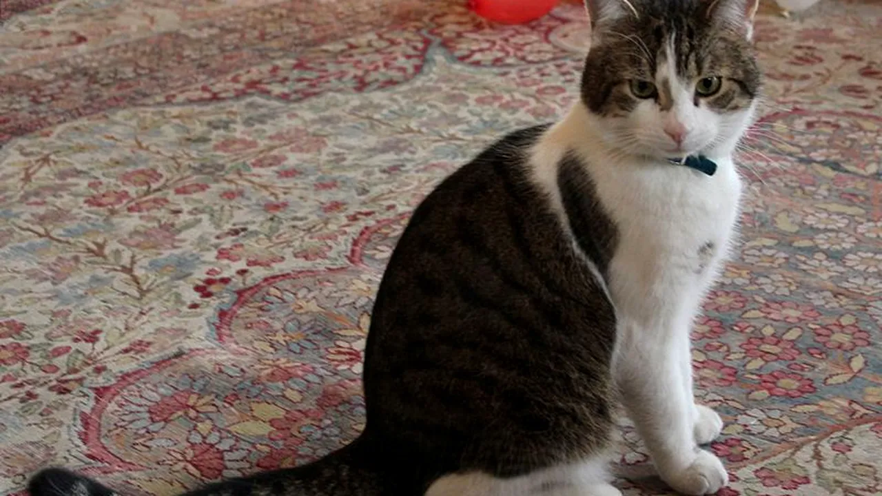 Motanul leneș de la reședința lui David Cameron a prins un șoarece după o perioadă foarte lungă de inactivitate. 