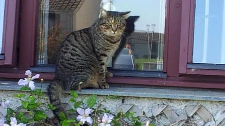 Invenția care i-a adus înapoi pisica pierdută unei familii din Anglia, după trei ani 