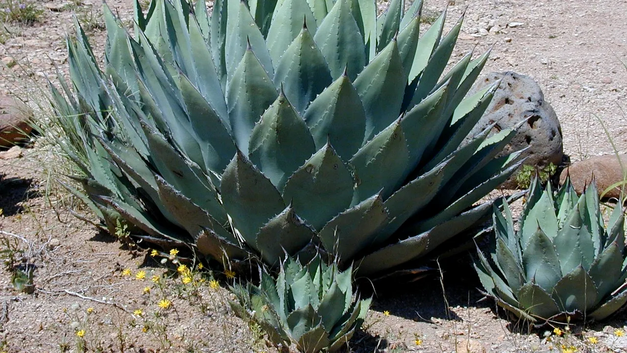 De ce nu e bine să ții aceste FLORI în casă. Puțini iubitori de frumos știu!