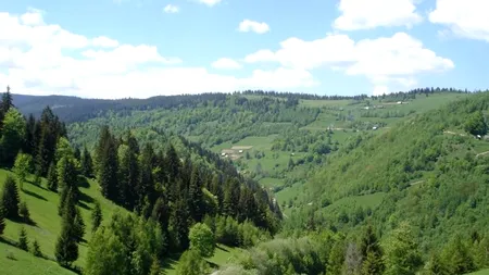 Lupii și urșii fac prăpăd într-un sat din Cluj: ''Mănâncă oi, capre, vaci''