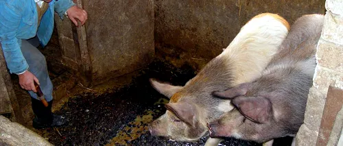 Pesta porcină africană: peste 45.000 de porci UCIȘI și ARȘI. Ministrul Agriculturii, comparație nefericită cu HOLOCAUSTUL