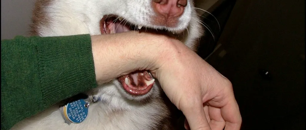 Fetiţă de 12 ani, muşcată de un Husky. Șocant, însă, este ce s-a întâmplat cu stăpâna câinelui!