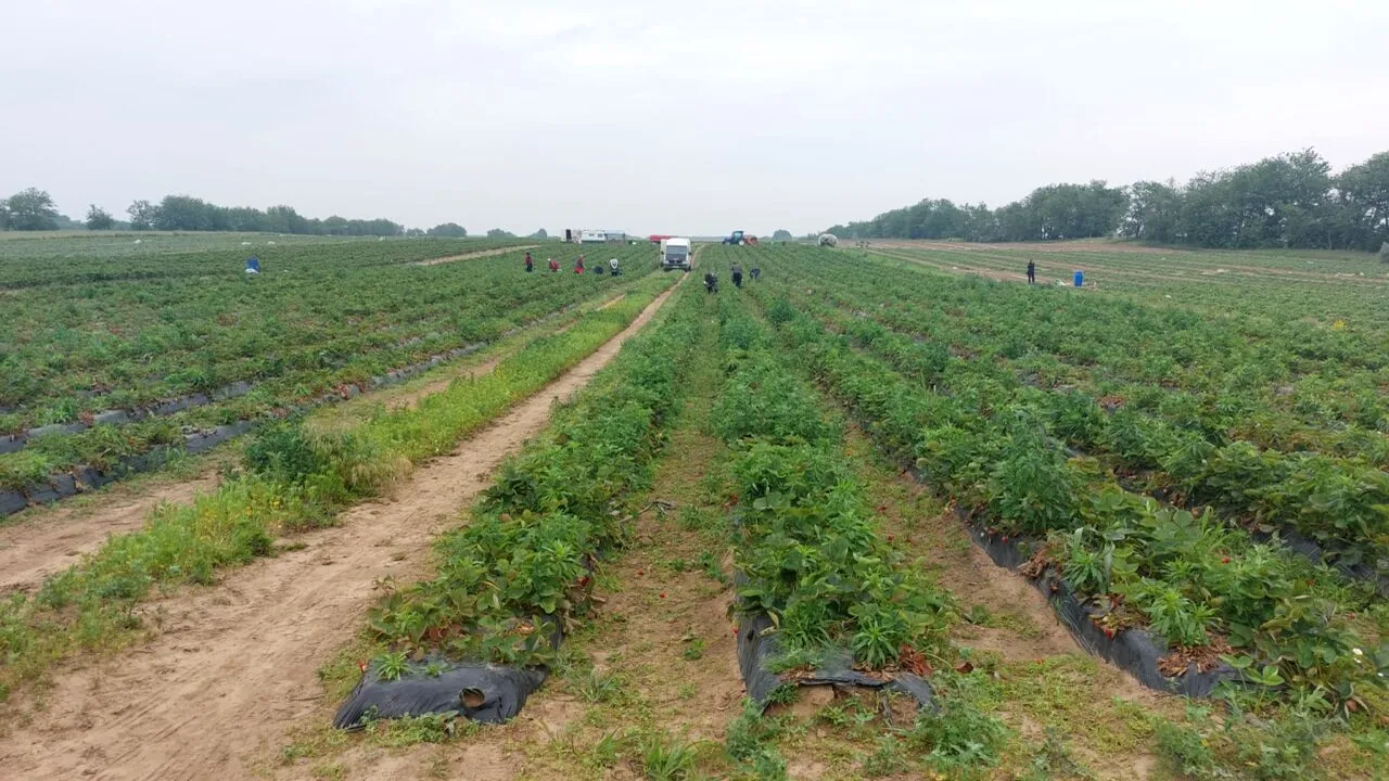 HOȚI pe plantațiile de pepeni din Dolj. Au furat motopompele pentru irigații