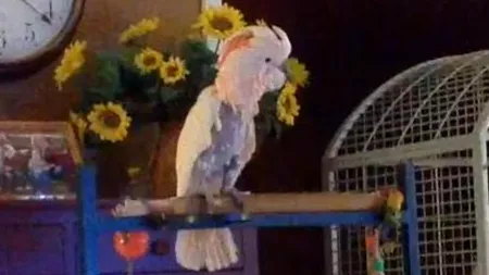 Peaches, papagalul care imită certurile foștilor stăpâni. Clipul a devenit viral