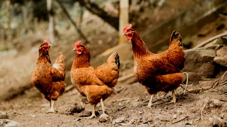 Caz incredibil într-un sat din Maramureș. O femeie a fost amendată cu 500 de lei pentru că găinile i-au scăpat din curte și au murdărit pavajul vecinei. Soțul femeii: „Nu poți pune GPS pe ele!”