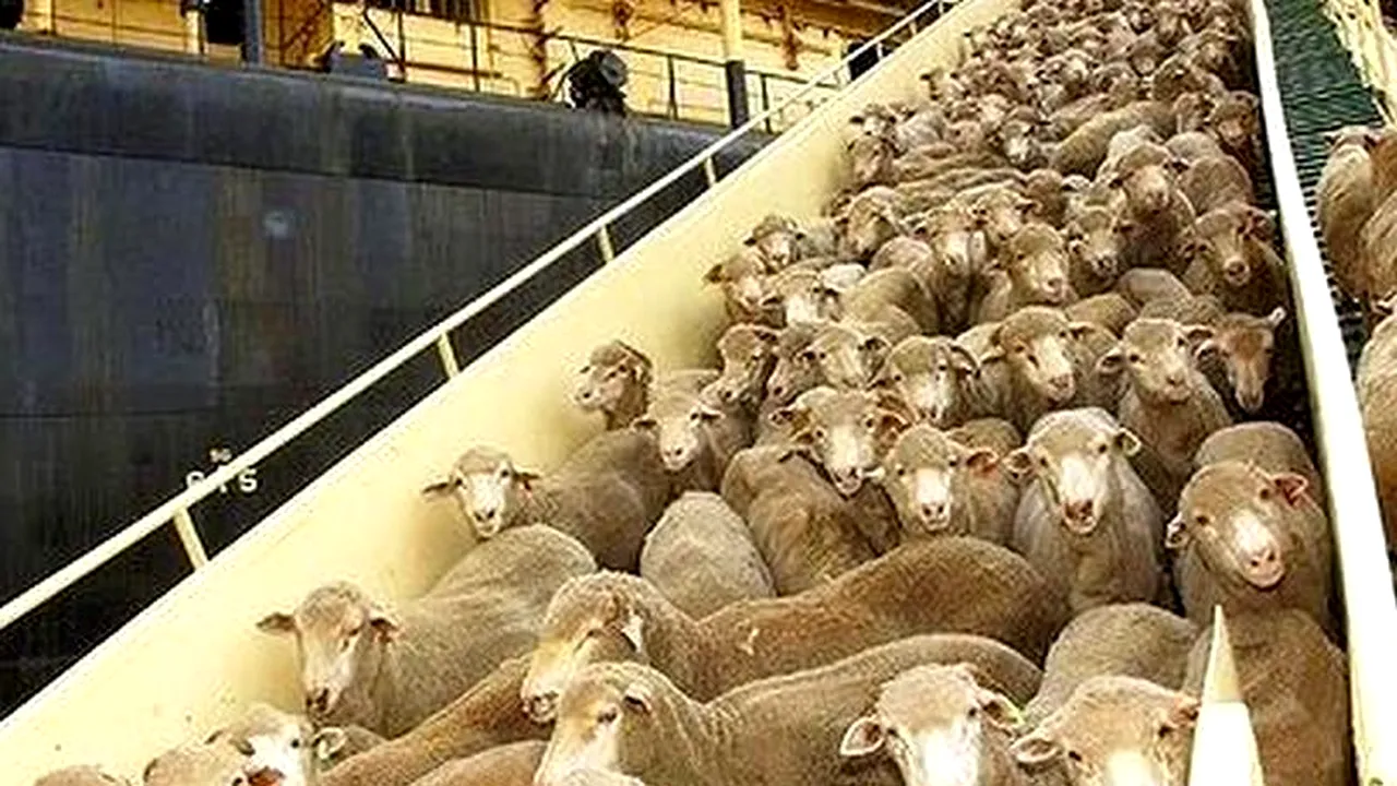 ACUZAȚII. Comisia Europeană, raport dur la adresa României: „E o sursă de dezastre maritime la exportul cu animale”