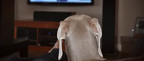 DOGTV, prima televiziune dedicată câinilor, va fi lansată oficial în luna august