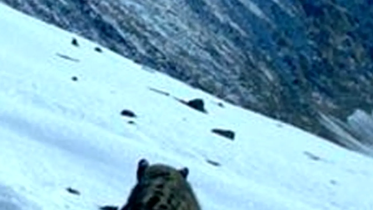 A apărut prima fotografie cu LEOPARDUL ZĂPEZILOR în Siberia