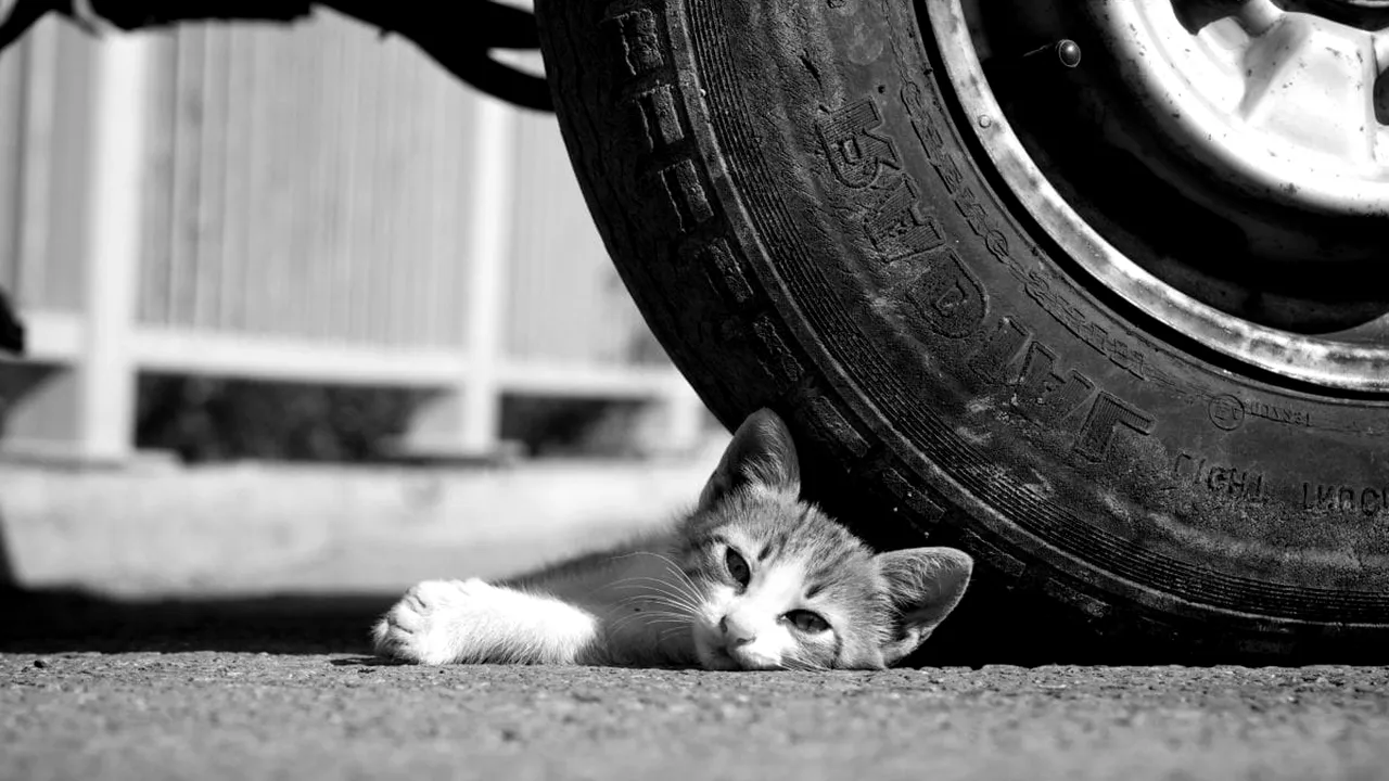 SUCEAVA. Bărbați amendați pentru că au abandonat animale de companie pe stradă. Ce a putut face unul dintre ei