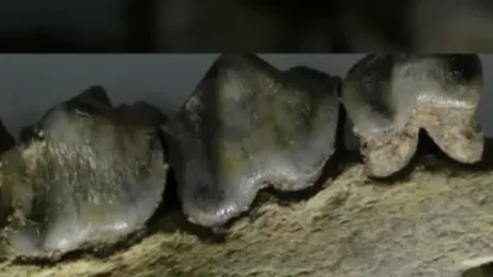 Descoperire arheologică excepțională în ROMÂNIA: au fost găsite cele mai vechi urme de locuire umană din Europa