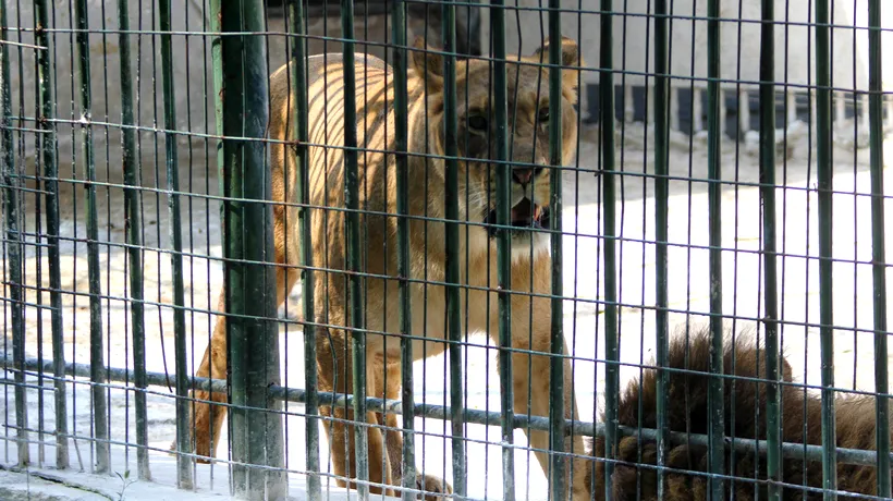 Anchetă privind dispariția a trei pui de leu de la Grădina Zoologică din Craiova. Doi au fost găsiți morți