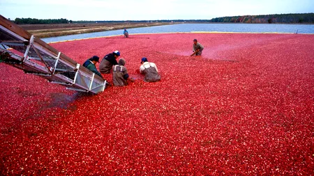 China s-a răzbunat după decizia lui Trump de a impune taxe suplimentare la importurile de oțel și aluminiu. Carnea de porc și fructele, printre cele 128 de produse americane supraimpozitate de chinezi