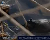 Buhaiul de baltă bagă Trans-Apuseana în șantier. Broscoiul are nevoie de acces de tranzit în siguranță în timpul migrației