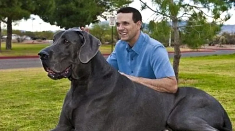 A murit George, cel mai înalt câine din lume