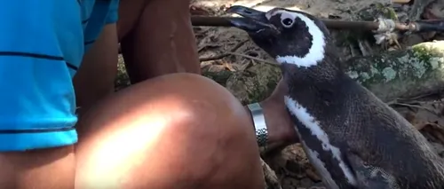 Video emoționant. Pinguinul care înoată 5.000 de mile în fiecare an pentru a vizita bărbatul care a avut grijă de el când a fost bolnav