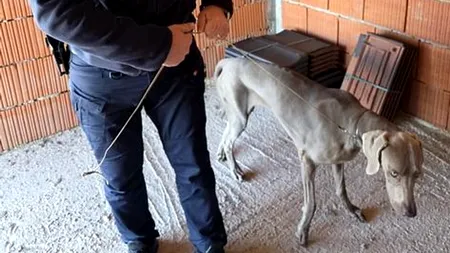 Câinele unei familii din Italia a DISPĂRUT de la o expoziție canină din Bihor. Polițiștii au intrat imediat în alertă