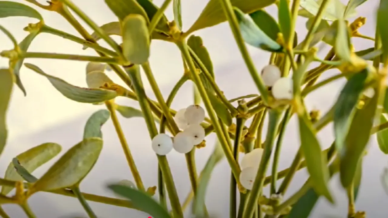 Cât timp se păstrează vâscul. Secretul „crenguței de aur”