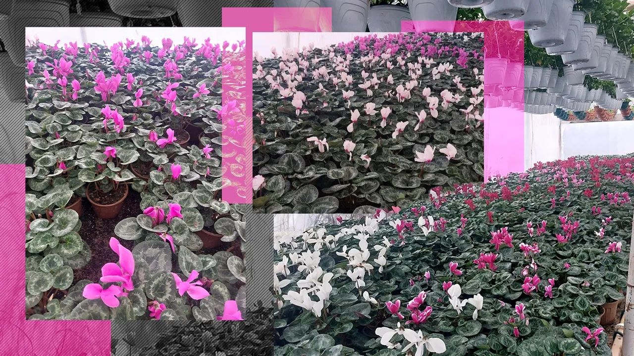 Florile vor fi mai scumpe de Ziua Îndrăgostiților și pe 1-8 Martie, anul acesta. Răsadurile se vând deja cu 40% mai mult, iar prețul materialelor pentru încălzirea serelor s-a dublat