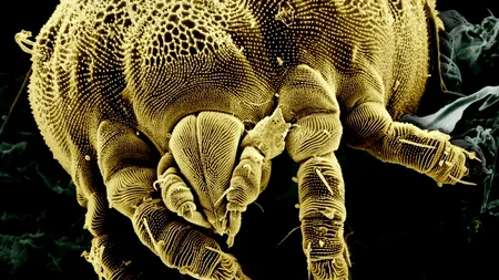 Descoperirea care contrazice teoria legată de evoluția organismelor