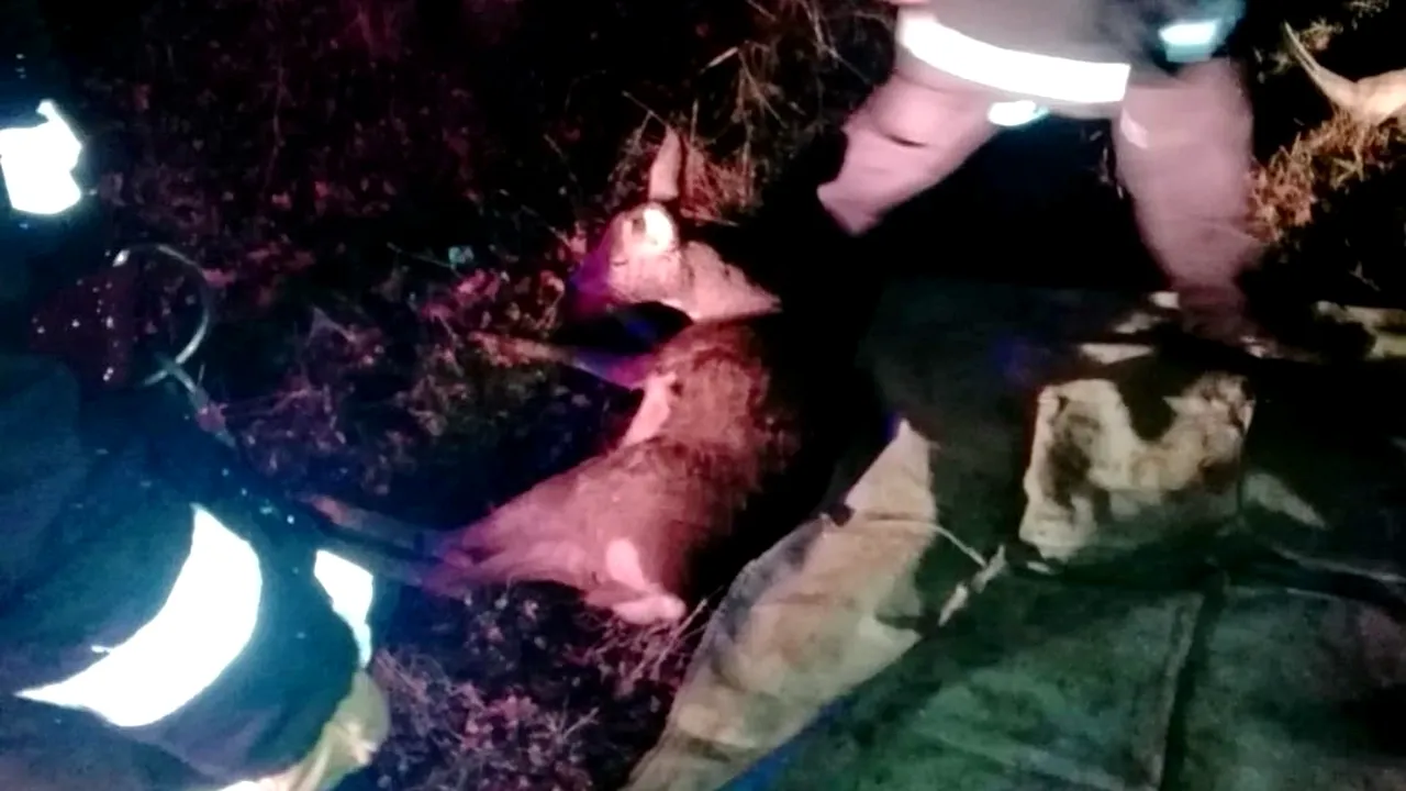 Operațiune pentru salvarea unui căprioare rănite în Târgoviște | FOTO