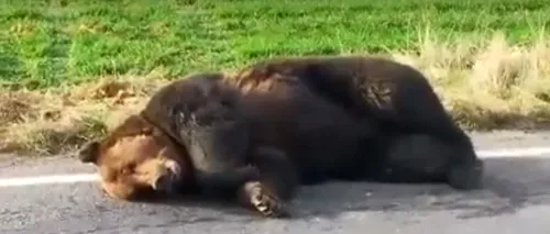 O ursoaică a murit, lovită de mașină, pe DN 1, în județul Sibiu