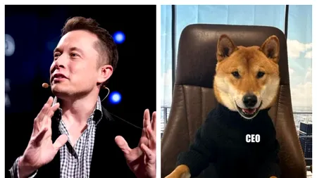Elon Musk a ales un câine în funcția de CEO al Twitter. „Este grozav. Mult mai bun decât ultimul!”