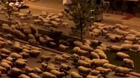 UIMITOR. Sute de oi au invadat  o stradă din Turcia