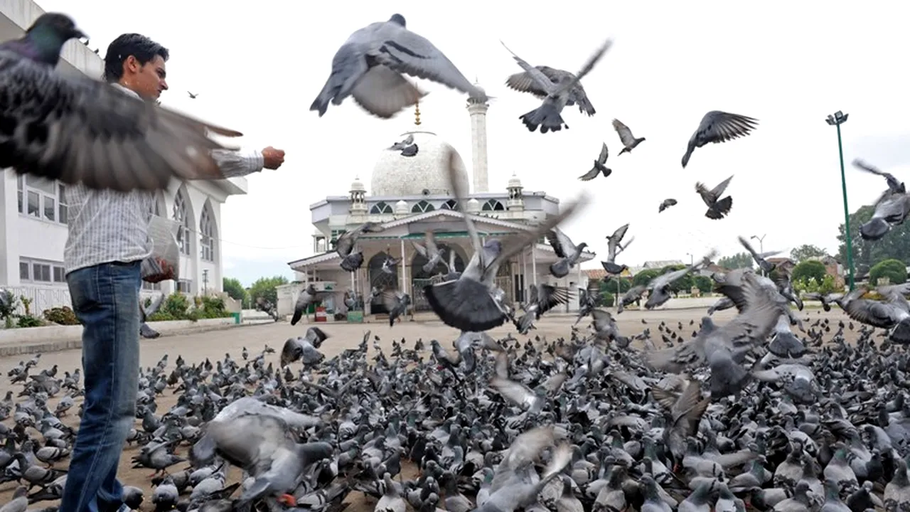 Păsările au propriul GPS ca să ajungă la destinație