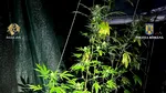 Mega-cultură de canabis depistată de o anchetă DIICOT. Doi clujeni o creșteau pe câmp, acasă deținând cantități uriașe de plante