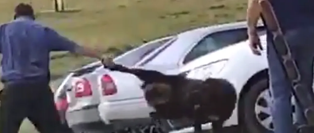 #cugandullaanimale. Imagini de o brutalitate ieșită din comun: Un cioban a fost filmat în timp ce lovește cu bâta un câine ciobănesc - VIDEO
