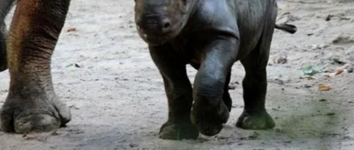 Premieră în ultimii 18 ani: Un pui de rinocer negru s-a născut la grădina zoologică din Zurich