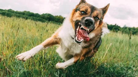 Un băiat de 12 ani și bunica lui, atacați de un câine ca într-un „film de GROAZĂ”, într-un parc din Marea Britanie