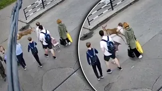 Momentul când o căprioară lovește o pensionară pe o trecere de pietoni în Ucraina