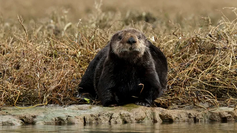 Acțiunile de CONSERVARE au un impact pozitiv asupra biodiversității: „Eforturile trebuie extinse, înainte de a fi pra târziu”