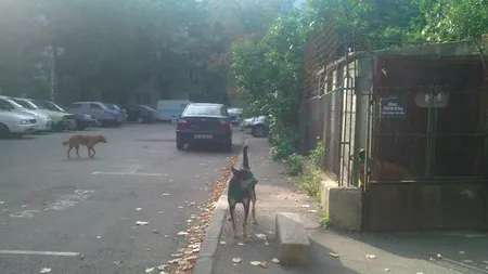Câinele care a mușcat de față și de cap un băiețel de trei ani din Dâmbovița a fost prins și dus la adăpost