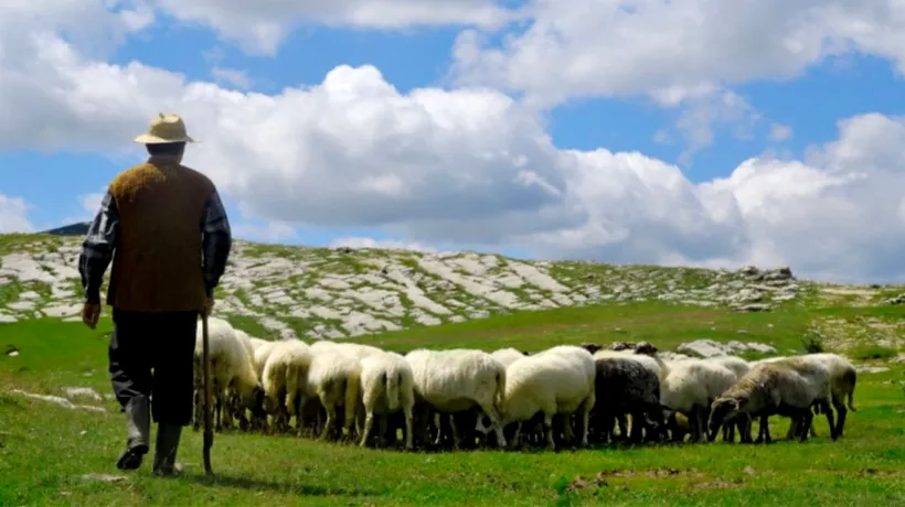 O femeie din Botoșani i-a FURAT cardul ciobanului pe care îl angajase la stâna ei. Câți bani avea oierul în cont